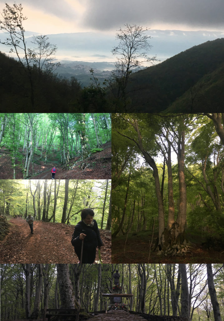 Immagini del cammino nel bosco di faggi secolari per arrivare al primo luogo di preghiera dedicato a San Francesco da Paola.